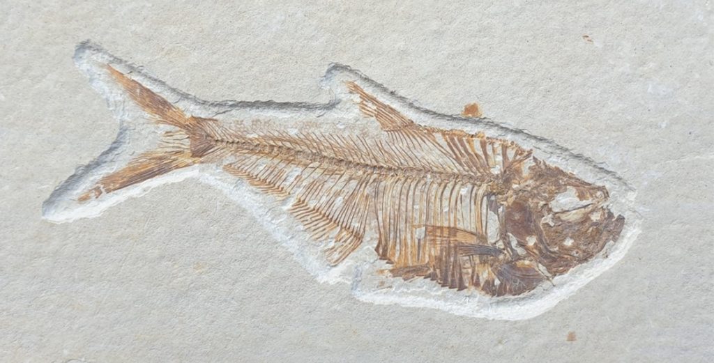 Chance to win this beautiful Diplomystus dentatus fossil
