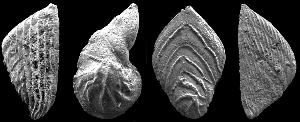 Early Toarcian foraminifera
