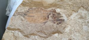 Read more about the article Merlin’s Jurassic Fishing Trip