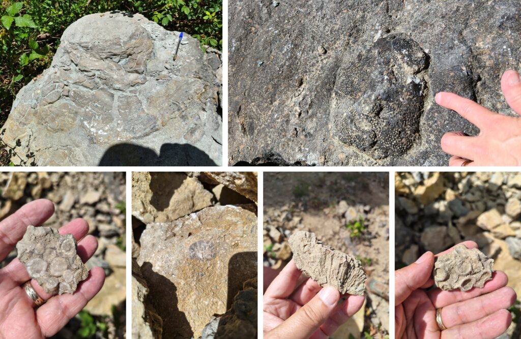 Fossil Finds